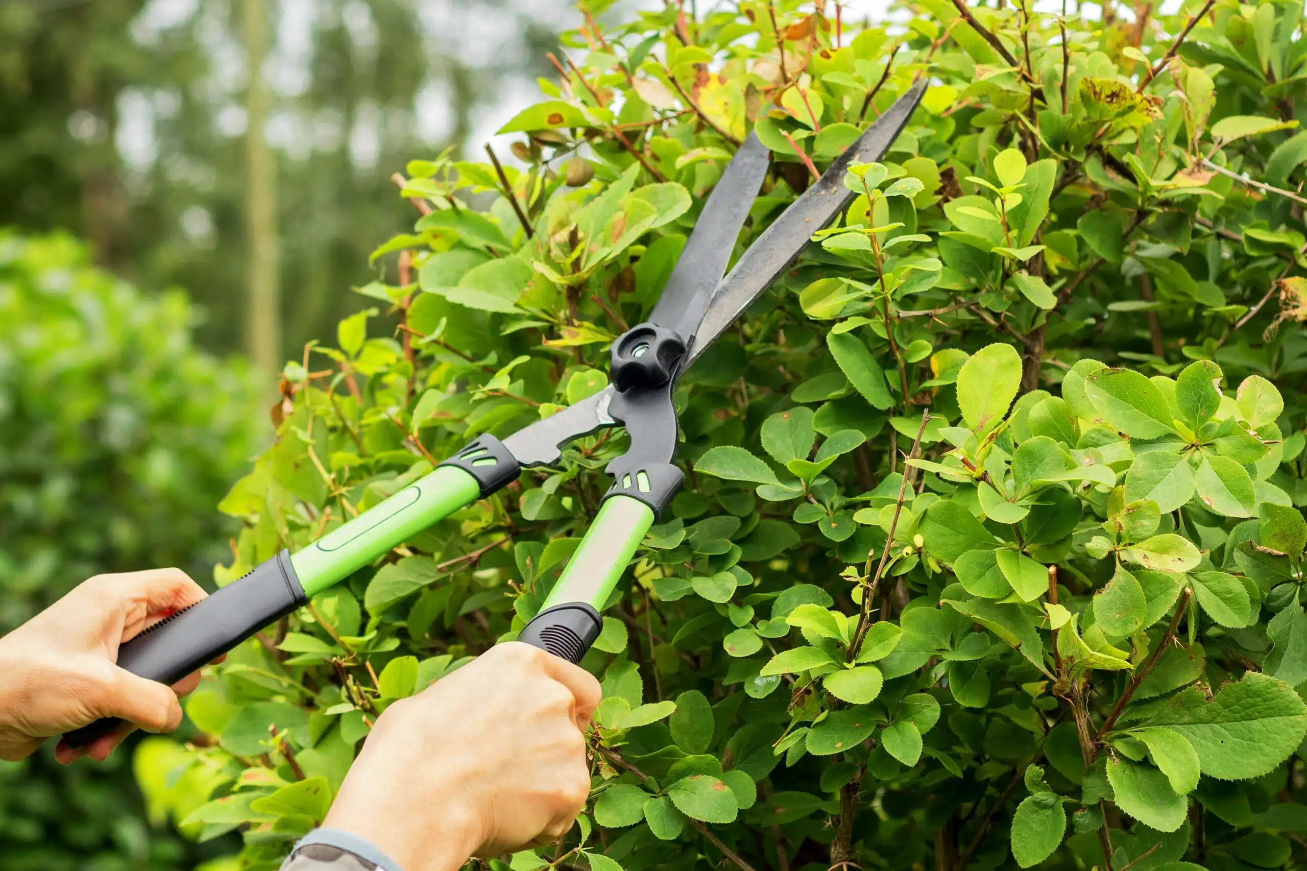 In,Female,Hands,,A,Garden,Tool,For,Forming,The,Crown